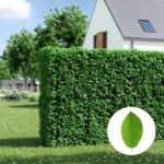Schnell wachsende Hecke