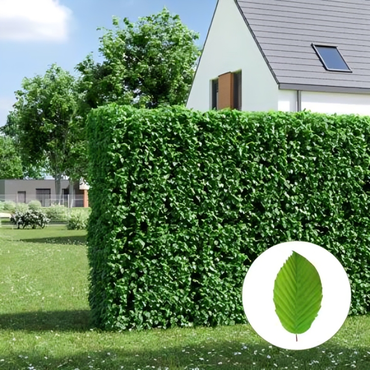 Schnell wachsende Hecke